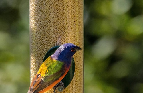 Darien Bed & Breakfast | NEW! B&B weekly & monthly room rental rates - Every room with a view!