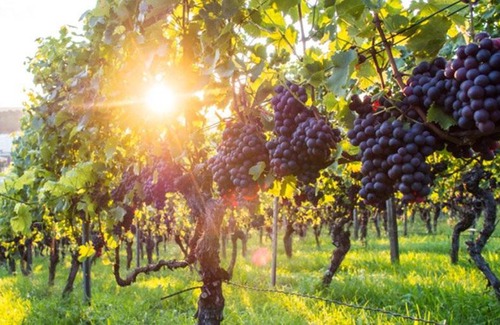 Grigoleti Apartment | New Wave