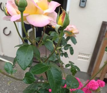 Abbotsbury House | Number Five