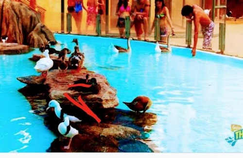 Olimpia Hotel | Olimpia Park Resort - Resort em Olímpia