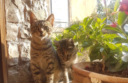 Lucinasco House | OLIVE TREES APARTMENT LARGE TERRACE CITR:008033-AGR-0001 CIN IT008033B5JCTY5SHI