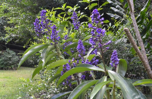 Palmwoods House | Palmwoods Eco Escape