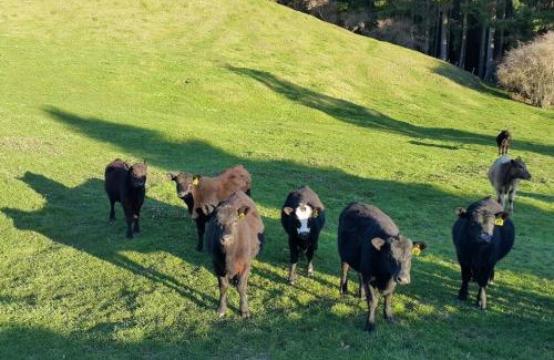 Rotorua House | Paradise Valley River Lodge