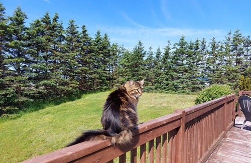 Freeport House | Peace, Cozy & Vibes - Island living w/water views, trails & modern comforts