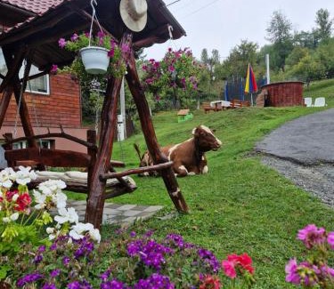 Vadu Motilor Cabin | Pensiunea Cabana Viselor ,Apuseni