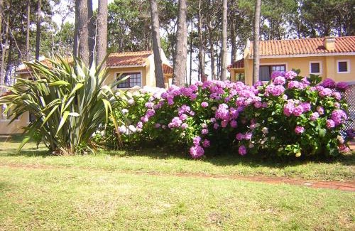 Manatiales Apartment | Pino Dorado