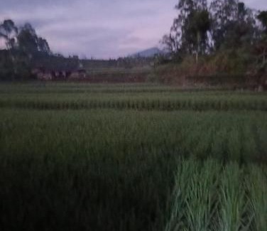 Ciwidey Villa | Princess Villa