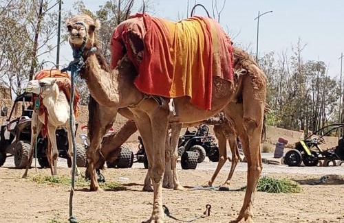 Palmeraie Resort | Quad Marrakech