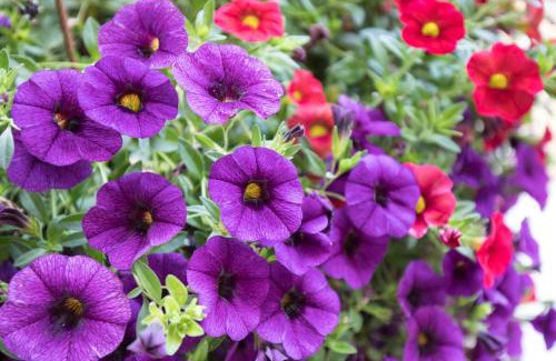 Marina di Carrara Apartment | Residenza Belmare