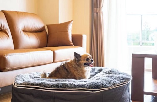 Nagaizumi House | Room only Dogfriendly Executive Suite 72mVS /Suntogun Shizuoka