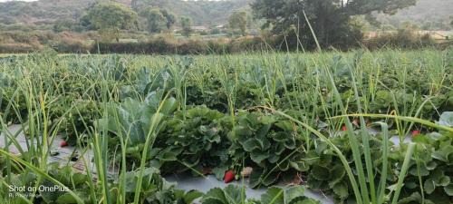 Mahabaleshwar Villa | Royal Nest Villa