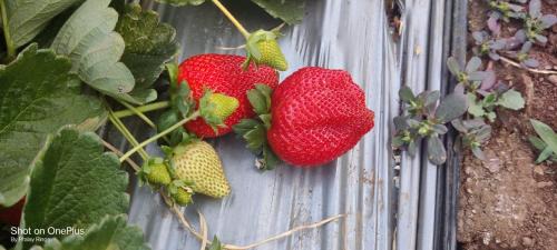 Mahabaleshwar Villa | Royal Nest Villa