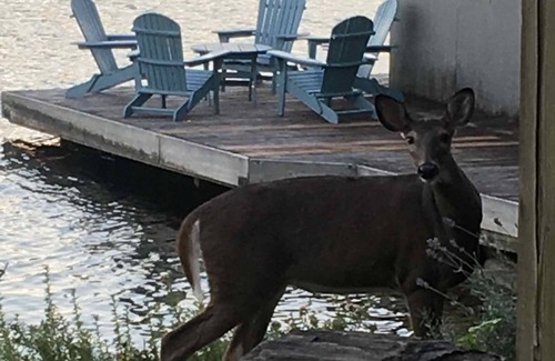 Lake of Bays Cottage | SANDY BEACH-LAKE OF BAYS, MUSKOKA NR HUNTSVILLE