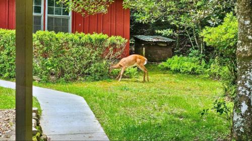 Highlands House | Sassafras Gap Retreat