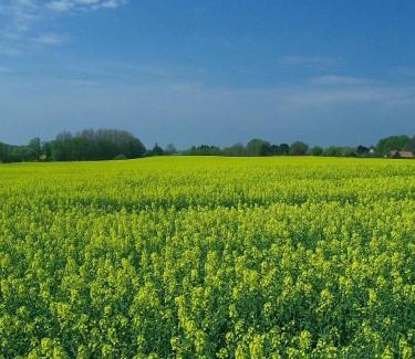 Windeby Apartment | Schule 8