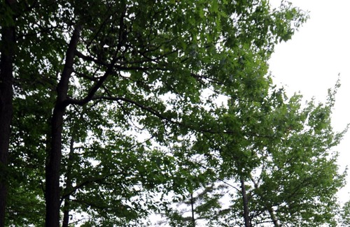 Huntsville Cottage | Scott's Point Islandview - Reasons For The Seasons...