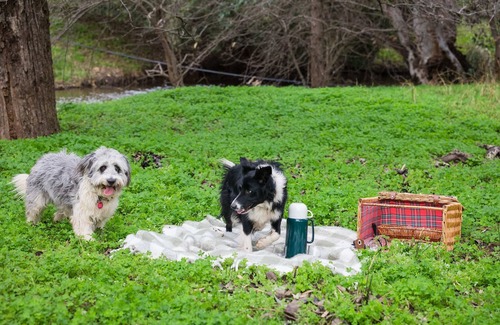McLaren Vale House | Scrub Tiny House by Tiny Away