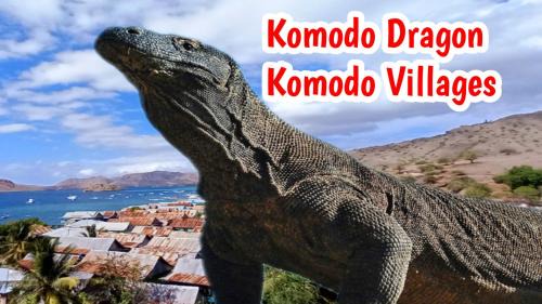 Komodo House | Siangel