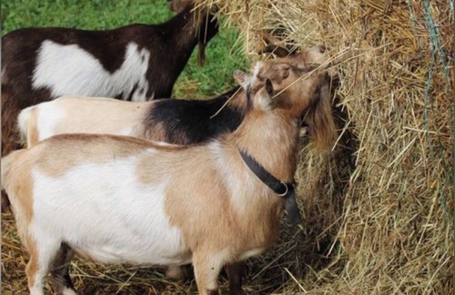 Milton Other | Spacious 2 BR/1.5 BA farmhouse in Alpharetta, GA horse country.