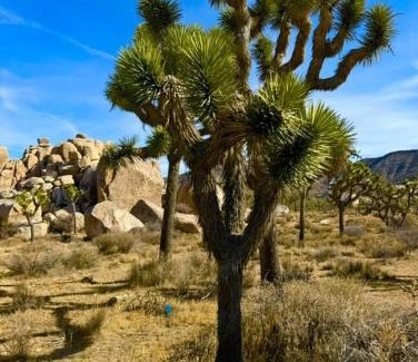 Twentynine Palms House | Starry Night Casita - Stargazing and relaxation minutes from Joshua Tree National Park