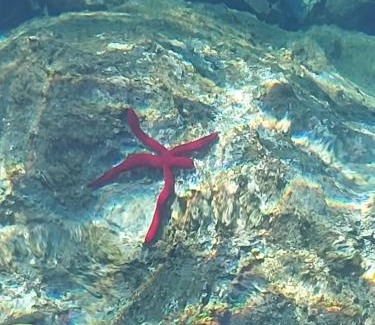 Centola Bed & Breakfast | Stella marina