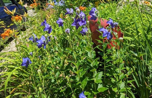 Woods Hole House | Sunlit home in Woods Hole Village