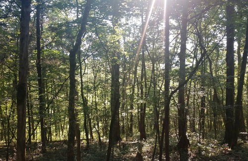 Rising Fawn RV Rental | Tentrr Signature Site - Forester Farms and Apiary Signature Site