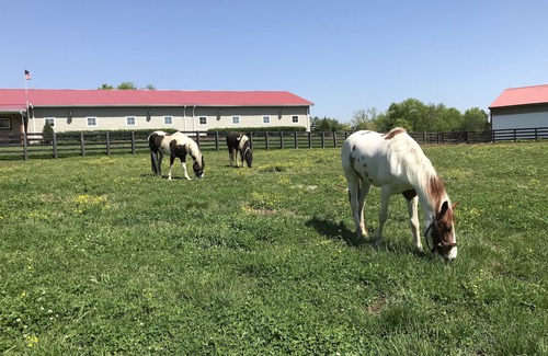 Lewisburg Cabin | The Cabin at Flat Rock Farms - rustic charm on a beautiful former horse farm