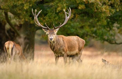 Canbury House | the crown loft ensuite luxury accommodation