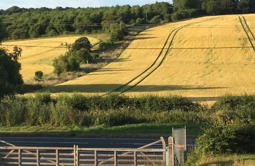 Dagnall Other | The little wilderness