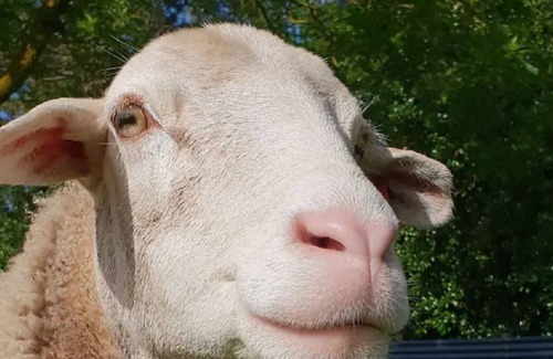 Yahl Cabin | The Sheep Shack