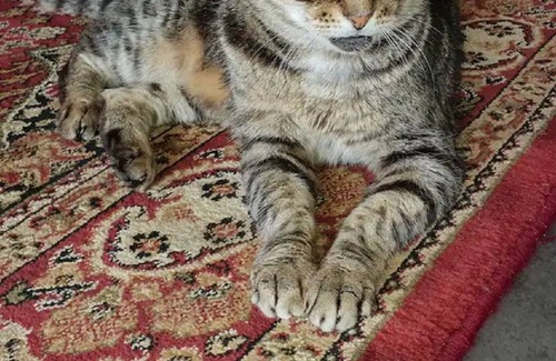 Yahl Cabin | The Sheep Shack