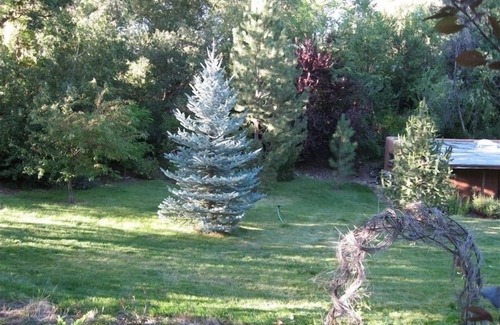 Valdez House | The tree house on the Rio Hondo Valley Alpacas- no cleaning fee