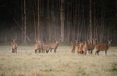 Turi Resort | Toosikannu Nature Resort & Hotel