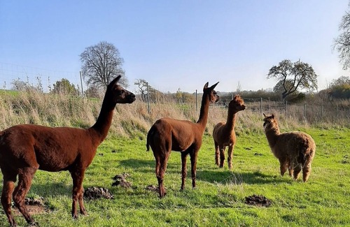 Carlow Apartment | Vacation apartment/apartment for 4 guests with 50m² in Carlow (173012)