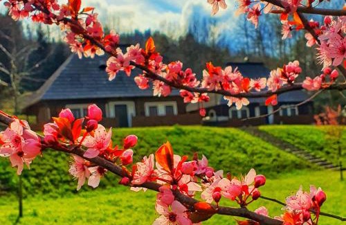 Cacica Bed & Breakfast | Vatra Boiereasca