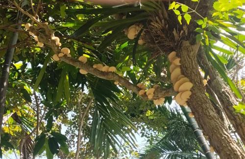 Lang Suan House | Villa89 Chumphon