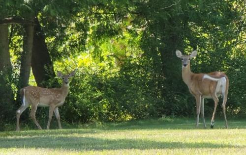 Lakeview House | Welcome to Bluebird Cottage