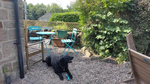 Tansley House | Whimsy by the Peaks - dogs stay free, private parking, fenced garden, pub
