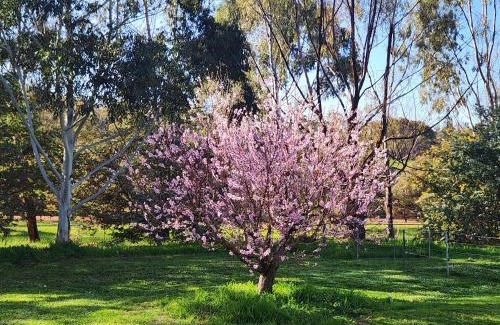 Wandering House | Whispering Gums BnB