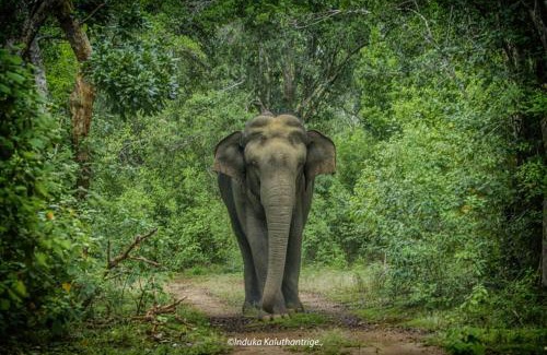 Tissamaharama Other | Wild Earth Ceylon Leisure - Yala