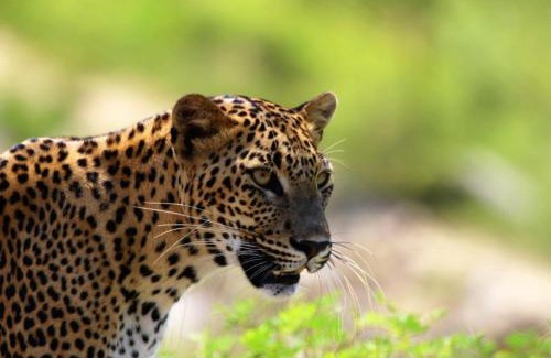 Tissamaharama Other | Wild Earth Ceylon Leisure - Yala