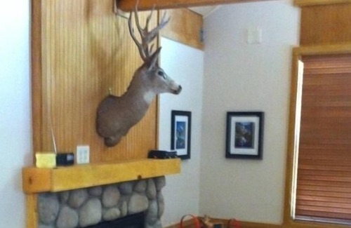 Fish Camp Cabin | Yosemite Cabin on a Bridge Over a Stream 2 Miles from Yosemite
