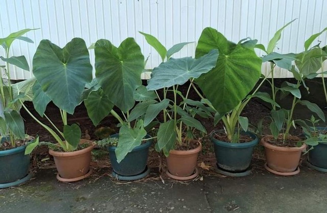 котедж в гонио