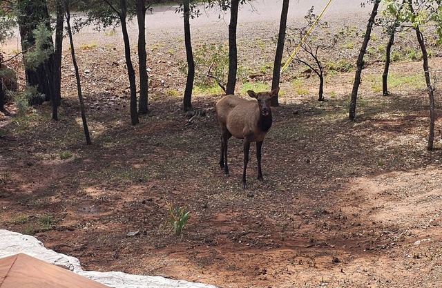 Beautiful Cozy Strawberry AZ. Getaway