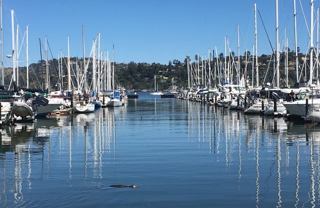 Beautiful home steps from the Sausalito waterfront and restaurants.