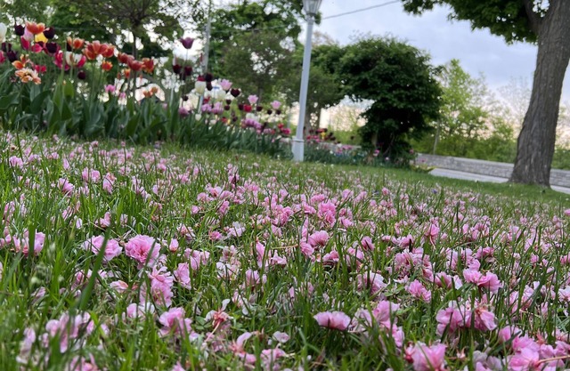 Bedham Hall Bed & Breakfast