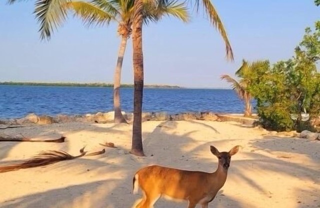 Big Pine - Bring your boat! - 4BR/3BA ocean front, private pool & dock