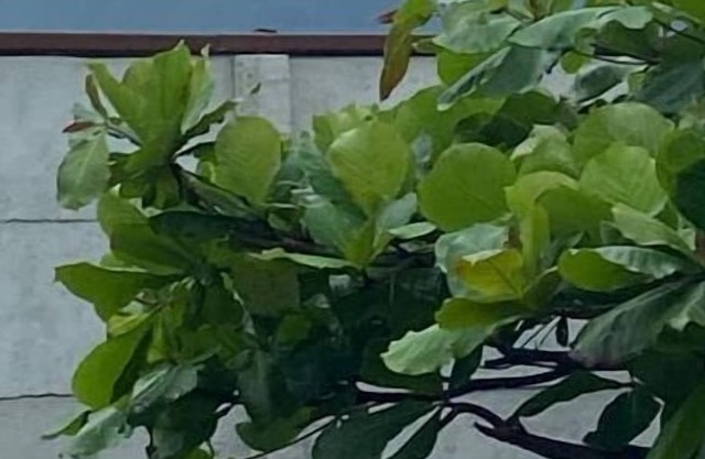 Casa La Fortuna 2 vista al Volcán Arenal