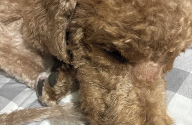 Charming 1-bedroom cottage in tranquil Islip with AC